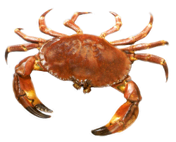 Crab In PNG | Web Icons PNG