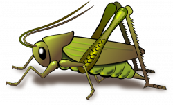 cricket insect clipart png - Free PNG Images | TOPpng