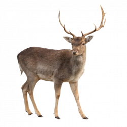 Deer PNG | Web Icons PNG