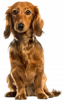 Cute Dog PNG Clip Art - Best WEB Clipart
