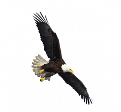 Us Eagle Flying transparent PNG - StickPNG