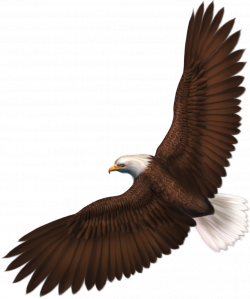 Transparent Eagle PNG Picture | Gallery Yopriceville - High-Quality ...