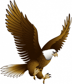 Eagle PNG image, free picture download | Eagles and Angels ...