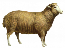 Sheep PNG Clipart Picture | Gallery Yopriceville - High-Quality ...