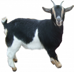 Goat Icon | Web Icons PNG