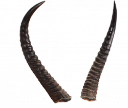 724 Horns 02 by Tigers-stock on DeviantArt