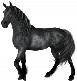 Transparent Black Horse | Gallery Yopriceville - High-Quality ...