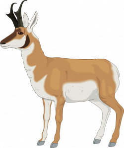 Antelope Pronghorn Clip art - Orange deer 1065*1280 transprent Png ...