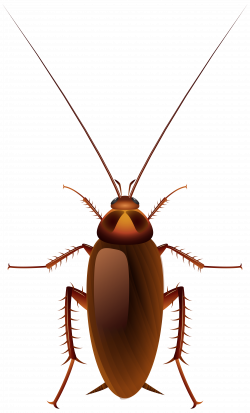 Cockroach PNG Clip Art - Best WEB Clipart