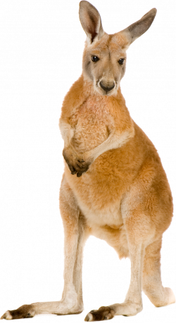 Kangaroo Icon Clipart | Web Icons PNG