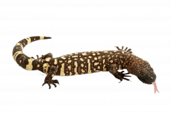 Mexican Beaded Lizard transparent PNG - StickPNG