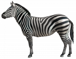zebra-05.jpg (6489×5085) | Imagemaking | Pinterest | Clipart images