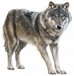 Wolf PNG Clip Art | Animal | Pinterest | Clip art, Wolf and Animal
