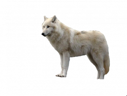 White Wolf With Transparent PNG | PNG Mart | png | Pinterest | Wolf