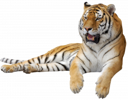 Tiger PNG Clipart Picture | Tigers | Pinterest | Tigers