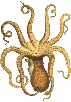 Clipart - Vintage Octopus