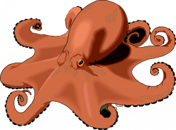 Octopus clipart free images 6 - Clipartix