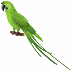 Green Parrot PNG Clipart - Best WEB Clipart