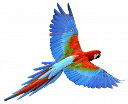 Exotic Parrot transparent PNG - StickPNG