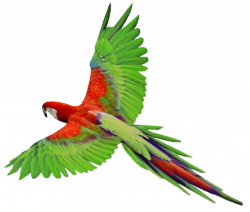 Long Tail Parrot transparent PNG - StickPNG