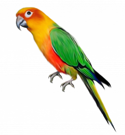 Parrot Bird Clip art - Color parrot decorative pattern 2083*2254 ...