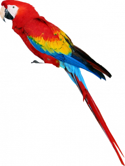 Colorful parrot PNG | Animal PNG | Pinterest | Colorful parrots and Bird
