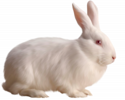 White Rabbit Free Clipart | Gallery Yopriceville - High-Quality ...