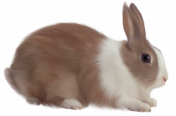 Brown Rabbit Free Clipart | Gallery Yopriceville - High-Quality ...