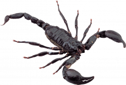 Black Scorpion transparent PNG - StickPNG