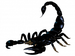 Scorpion PNG Image - PurePNG | Free transparent CC0 PNG Image Library