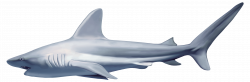 Realistic Shark PNG Clipart - Best WEB Clipart