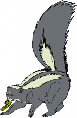 Free Skunk Clipart