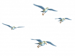 Flying Birds 01 PNG Stock by Roy3D on DeviantArt