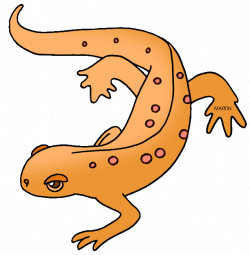 Animals Clip Art by Phillip Martin, Red Spotted Newt