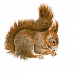 Squirrel Sideview transparent PNG - StickPNG