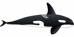 Whale PNG | Killer whales | Pinterest | Clip art, Killer whales and ...
