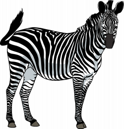 Zebra PNG Transparent Free Images | PNG Only
