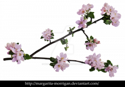 branch of apple blossoms by margarita-morrigan on DeviantArt