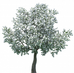 Realistic Blossom Tree PNG Clip Art - Best WEB Clipart