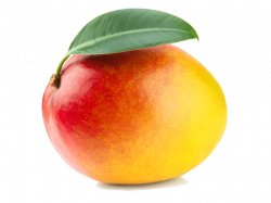 Mango transparent PNG - StickPNG