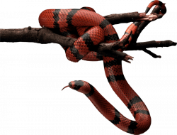 red and black snake on tree png - Free PNG Images | TOPpng
