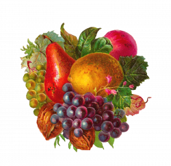 Antique Images: Free Digital Fruit Clip Art… | Фрукты, овощи, ягоды ...