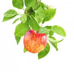 About KIKU® brand apples