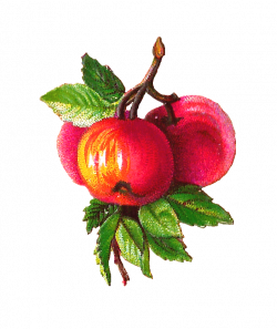 Antique Images: Free Fruit Clip Art: Apple and Plum Clip Art on ...