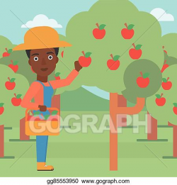 Vector Illustration - Farmer collecting apples. EPS Clipart ...