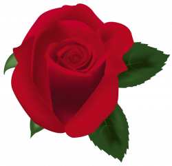 red rose image png - Free PNG Images | TOPpng