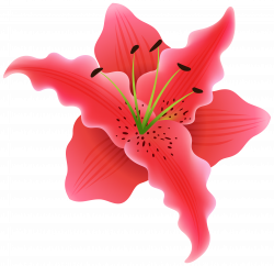 Beautiful Exotic Flower PNG Clipart Image | Gallery Yopriceville ...