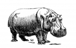 Hippopotamus Baby Hippos Clip art - Hippo stick figure sketch 790 ...