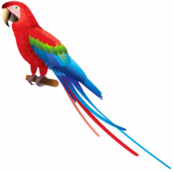 28+ Collection of Parrot Bird Clipart | High quality, free cliparts ...