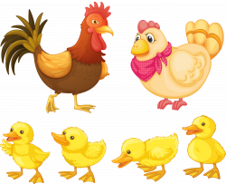 Chicken Rooster Clip art - Chicken baby family 3229*2625 transprent ...